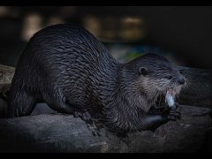 David Cowsill - Otter with Fish - Highly Commended.jpg